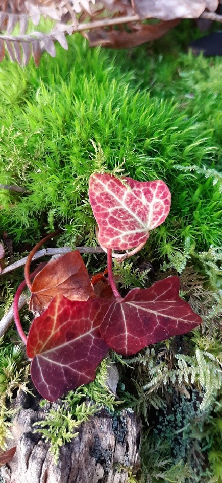 rouge et vert1