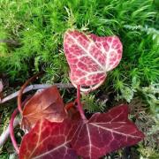 rouge et vert1